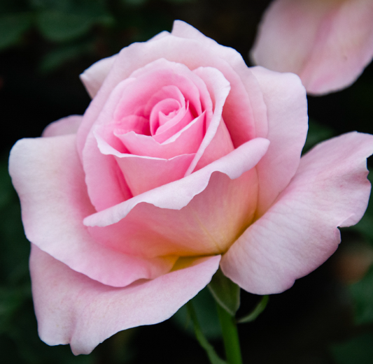 3G Rose Bush - 'Tiffany' Pink