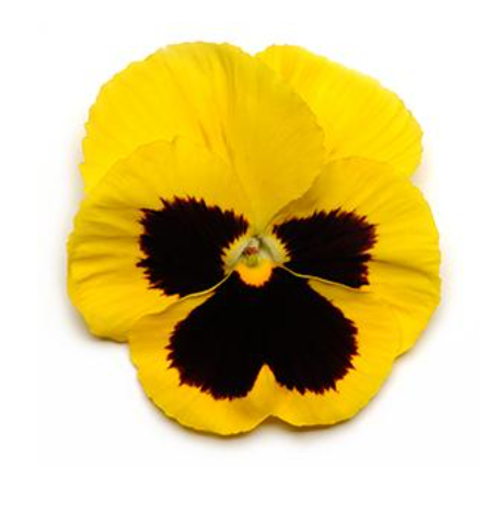 12" Pansy Bowl - Spring Matrix Yellow Blotch