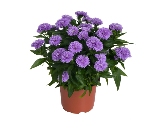 9" Aster - Showmakers Lavender