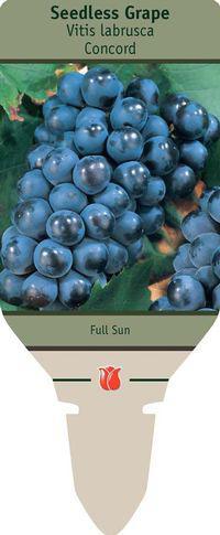 Seedless Grapes Concord - SLC-10