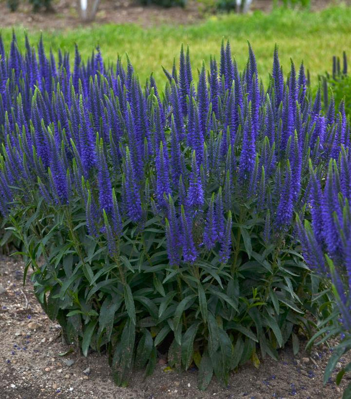 1G Veronica Magic Show 'Wizard of Ahhs' - Spike Speedwell - 1009666