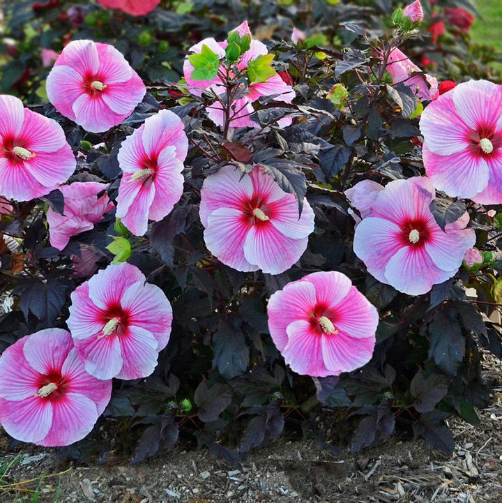 3G Hibiscus 'Starry Starry Night' Starry Starry Night Hibiscus: Patent PP27,901 1008479