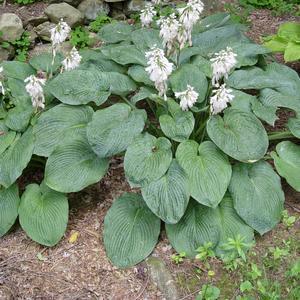 2G Hosta Sieboldiana 'Elegans' - 1000922