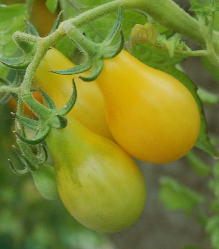 1G Tomato 'Yellow Pear' - 1005515