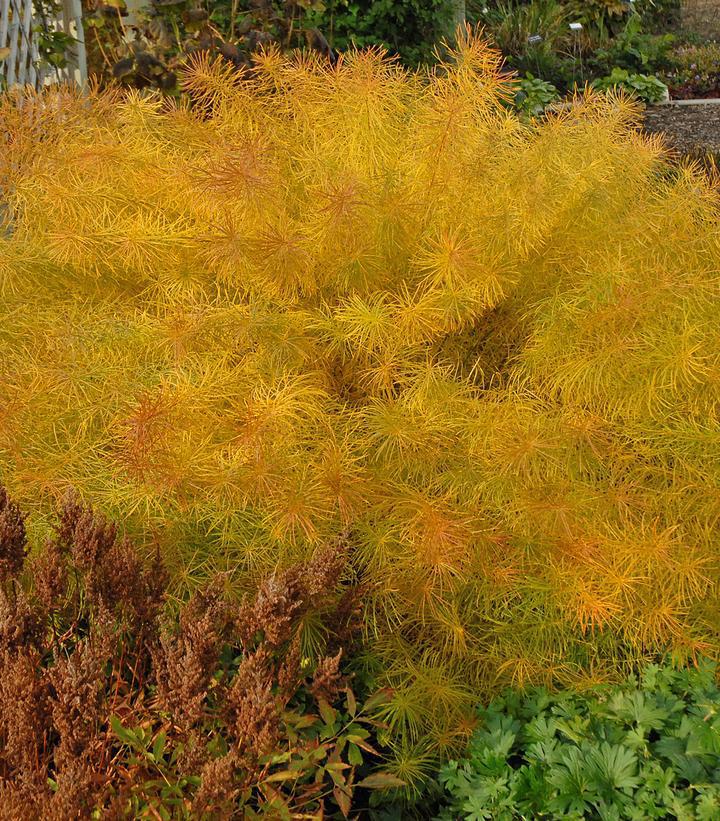 1G Amsonia Hubrectii - Narrowleaf Blue Star - 1001531