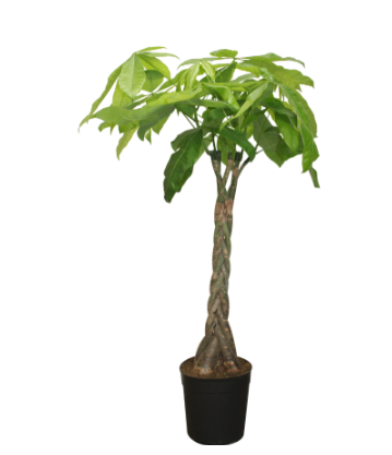 9.5" (24cm) Money Tree Braid - G1626