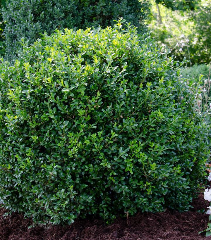 3G Buxus NewGen Independence Boxwood 1012976