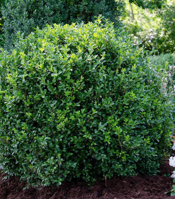 3G Buxus NewGen Independence Boxwood 1012976