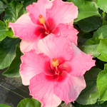 8.5" PW Hibiscus Standard - Talk of Town Pink - T4480