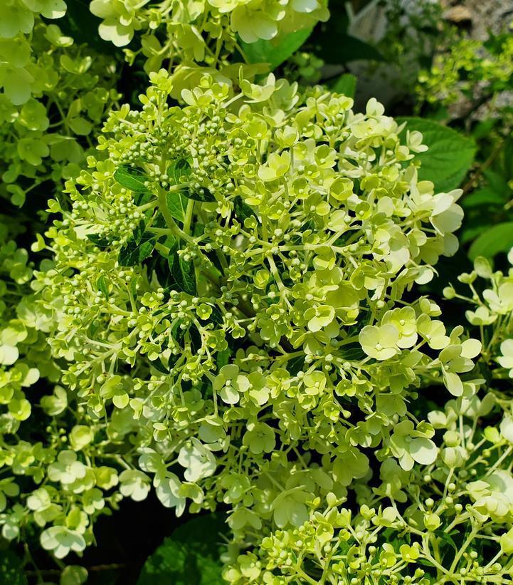 3G Hydrangea Paniculata 'Bobo' - 1005765