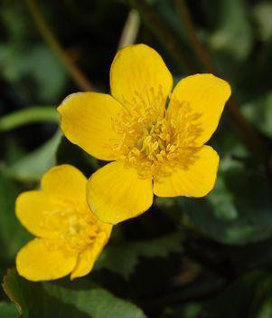1G Caltha Palustris - Marsh Marigold - 1003454 (DISSVF)