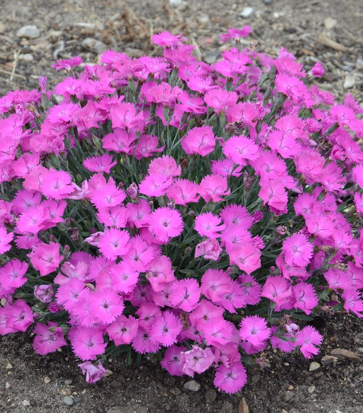 1G Dianthus Hybrid 'Paint the Town Fuchsia' Pinks - 1008831