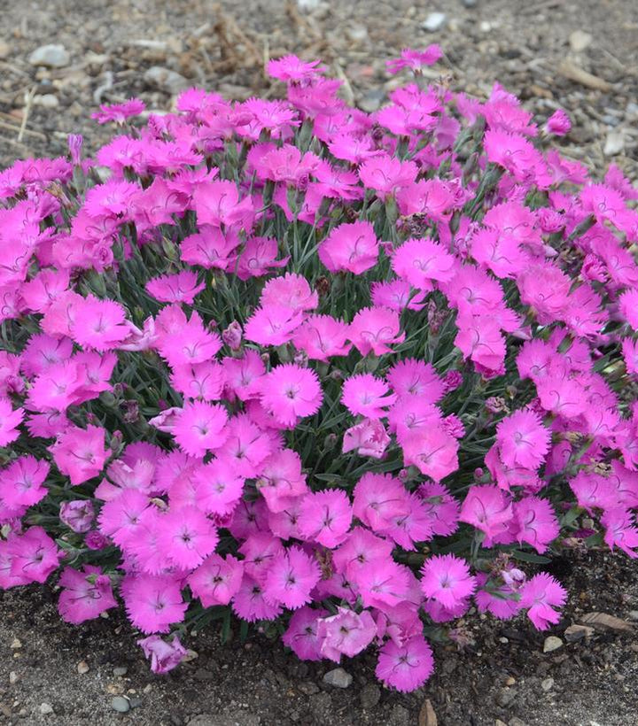 1G Dianthus Hybrid 'Paint the Town Fuchsia' Pinks - 1008831