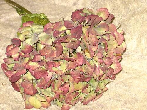 Hydrangea - Burgundy - 8 - 10" DISSVF