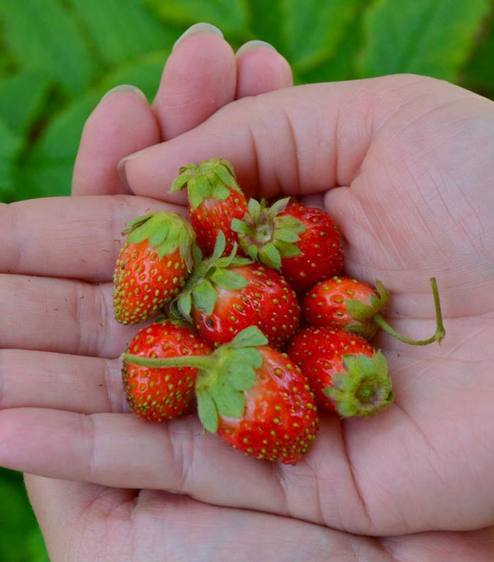 1G STRAWBERRY BERRIES HILL `GASANA` - 1005617