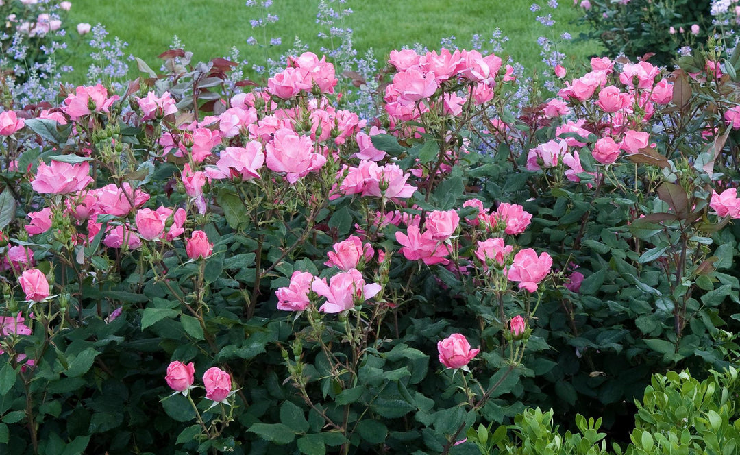 2G Knock Out Rose Bush - 'Pink' - 2645