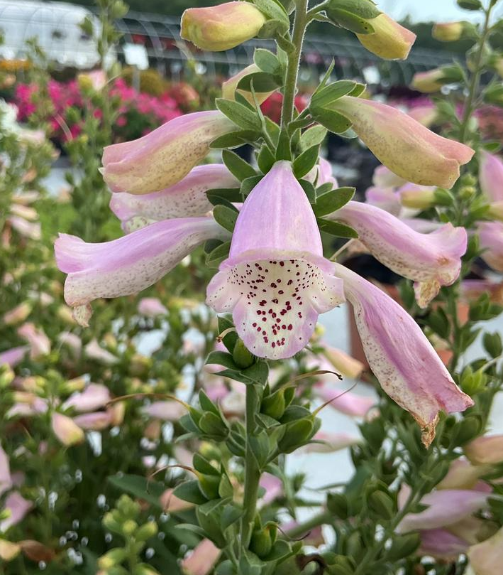 1G Digitalis Purpurea 'Hanabee Pink' - Foxglove - 1022680