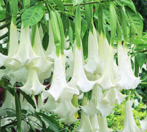 Netherland Bulb Company - Brugmansia Cypress Gardens 1CT - 1695100312