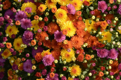 10" HB Mum Hanging Basket Combination # 02 - Gigi Orange / Gigi Dark Pink / Gigi Gold