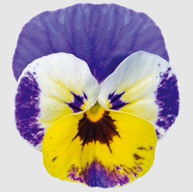 8.5" Viola in Decorative Color Pot - Admire Jolly Face