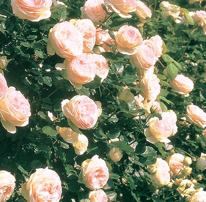 3G Rosa 'Eden' - Soft Pink / Cream - Climbing Rose - 1008937
