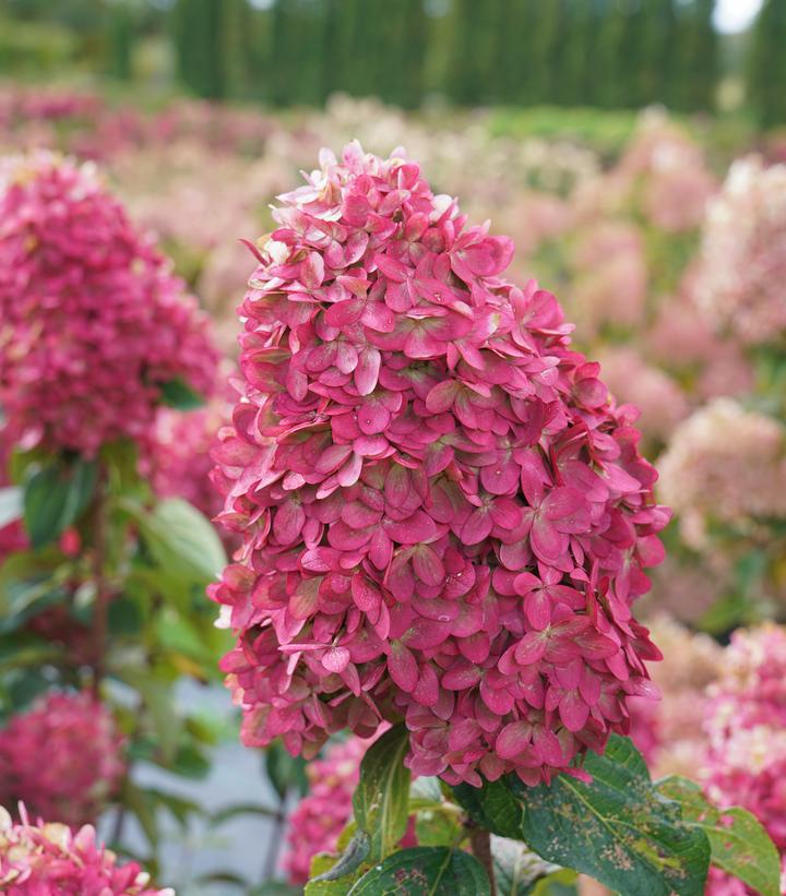 3G Hydrangea Paniculata 'Limelight Prime' - 1012923