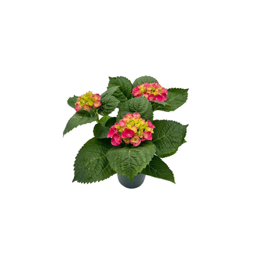 6" Hydrangea 3 Bloom Pink F1920