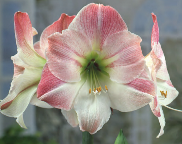 Amaryllis Bulb - Apple Blossom  - 1232900686