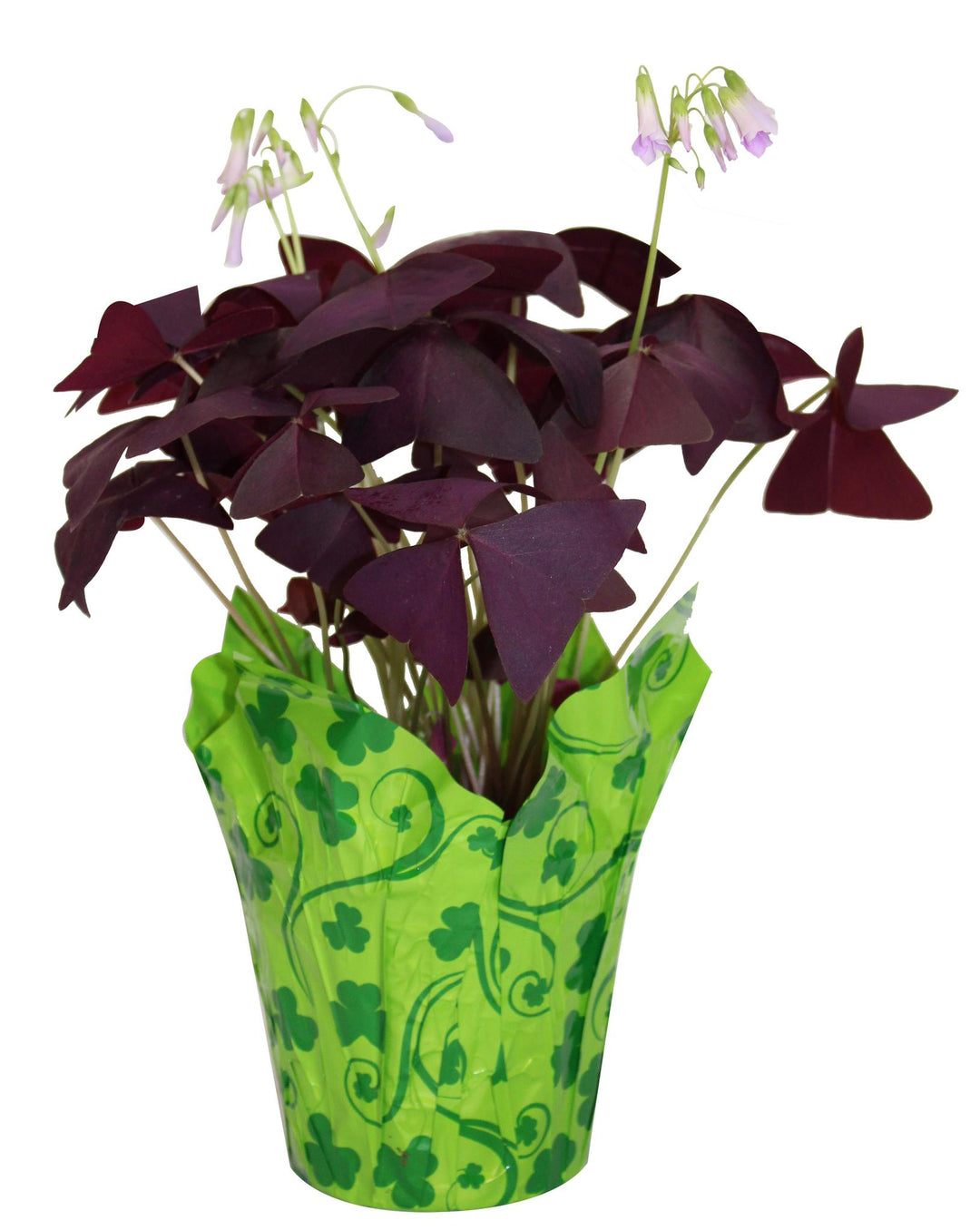 6" Oxalis Red w/ Decorative Pot Cover - F4540