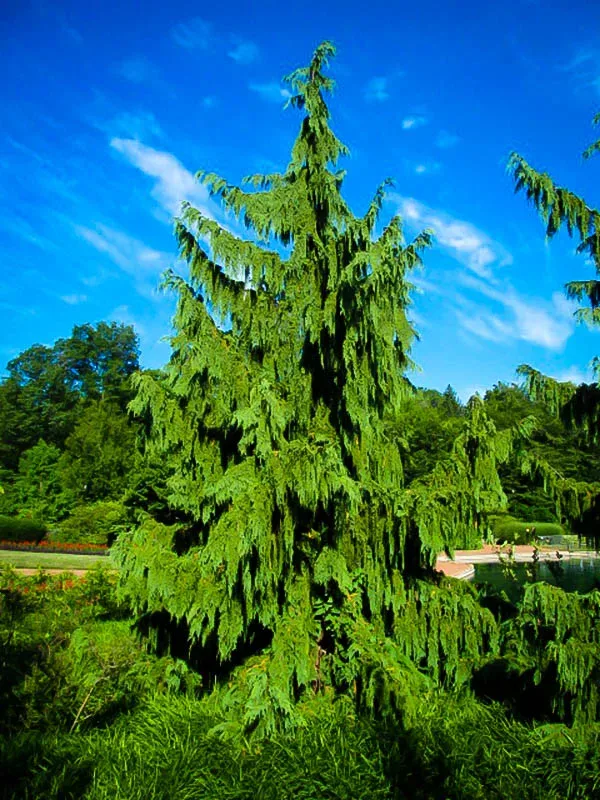 3G Chamaecyparis nootkatensis 'Pendula' Weeping Alaskan Cedar 1001709