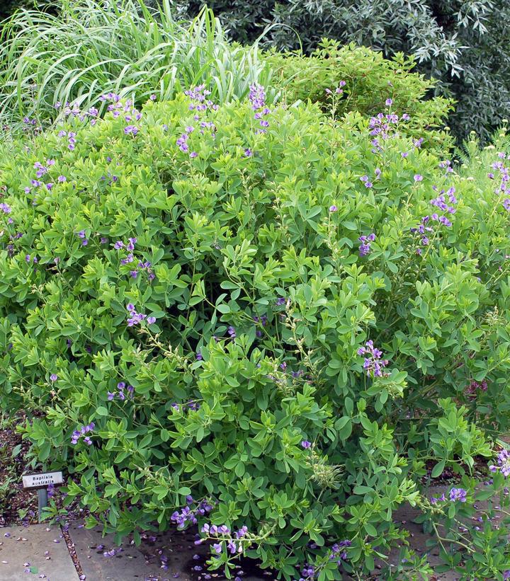 1G Baptisia australis Blue Indigo (False Indigo) 1000377