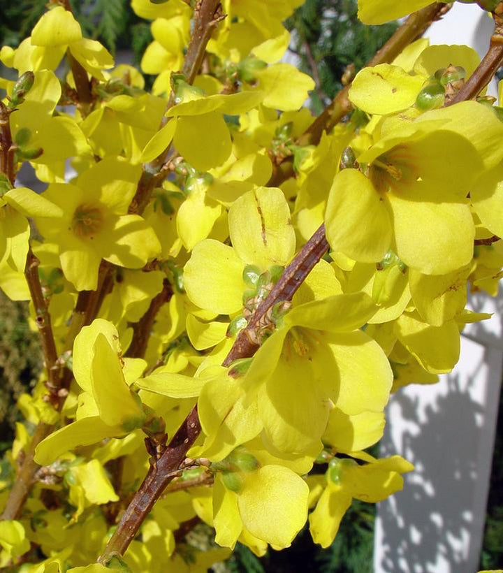 3G Forsythia 'Show Off' ('Mindor') Show Off 1004565