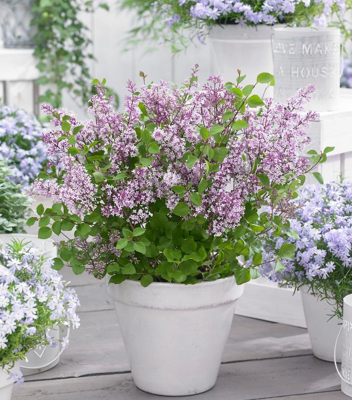 3G Syringa Meyeri 'Flowerfesta Purple' - Dwarf Lilac - 1015027