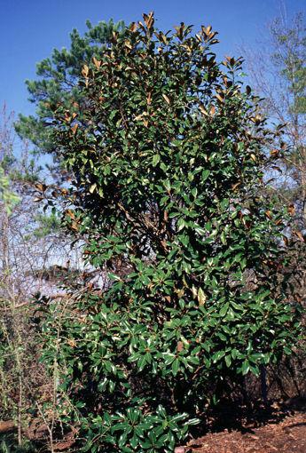 7G Magnolia gr. 'Bracken's Brown Beauty' Bracken's Brown Beauty Magnolia 1015094