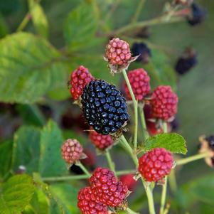 2G Rubus Bushel and Berry 'Baby Cakes' - Thornless Blackberry - 1008158
