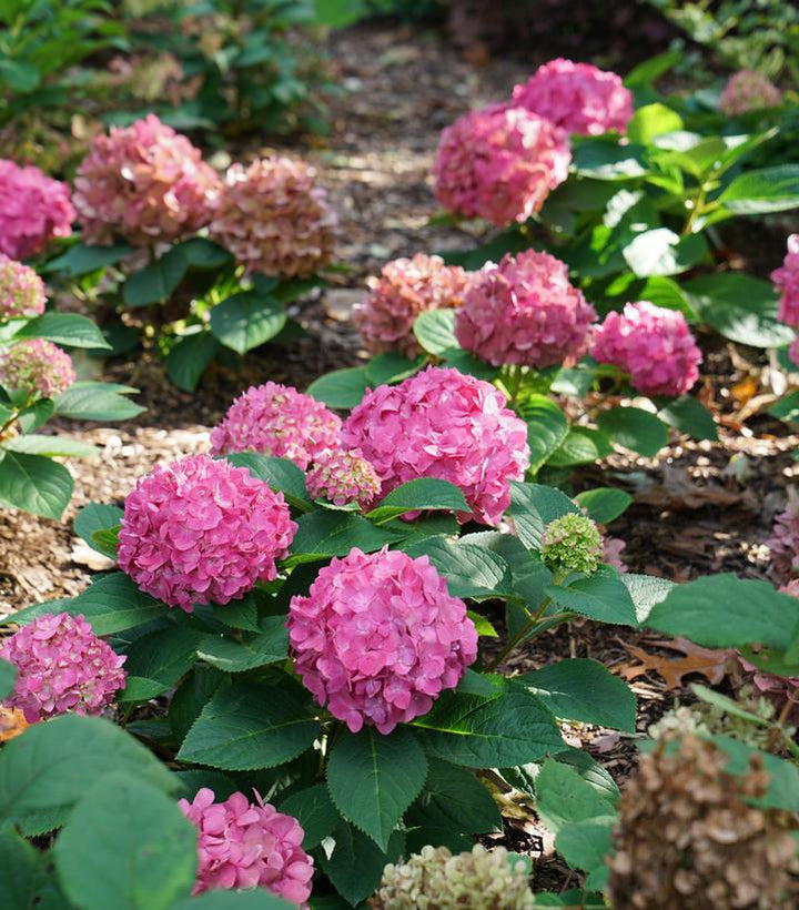 3G Hydrangea x 'Let's Dance ¡Arriba!' ('SMNHSC') Let's Dance ¡Arriba!® Bigleaf Hydrangea: Patent PP33206 1013473