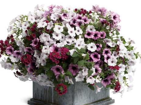 12" Hanging Basket - PW Combo #02 - Petunia/Verbena - Light Pink/Pink