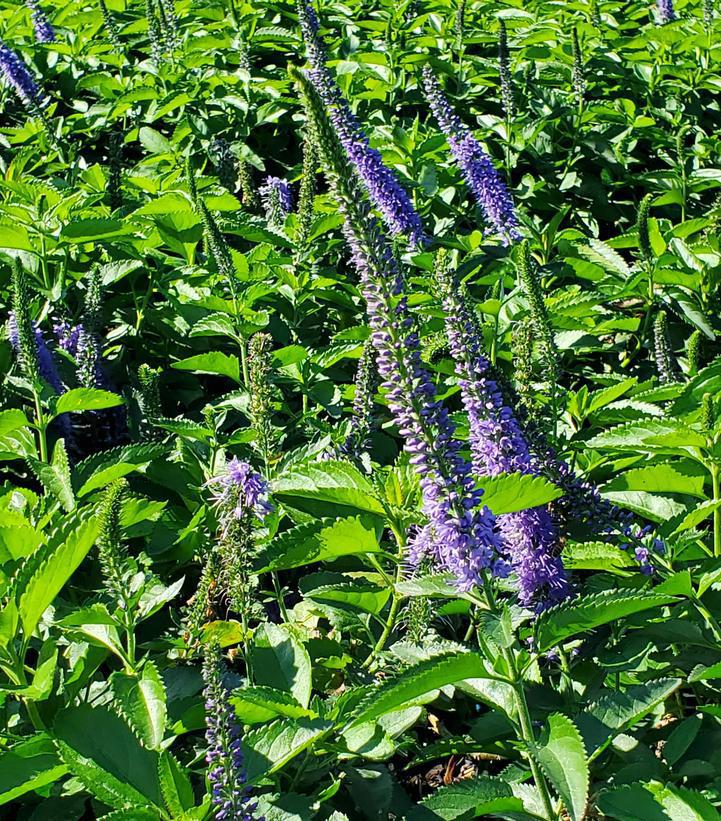 8" Veronica X 'Seaside' -  Speedwell - 1015143