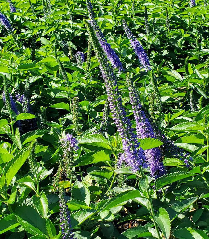8" Veronica X 'Seaside' -  Speedwell - 1015143