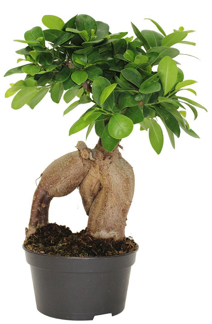 5.5" Bonsai - Ficus Microcarpa Low Bowl G3362