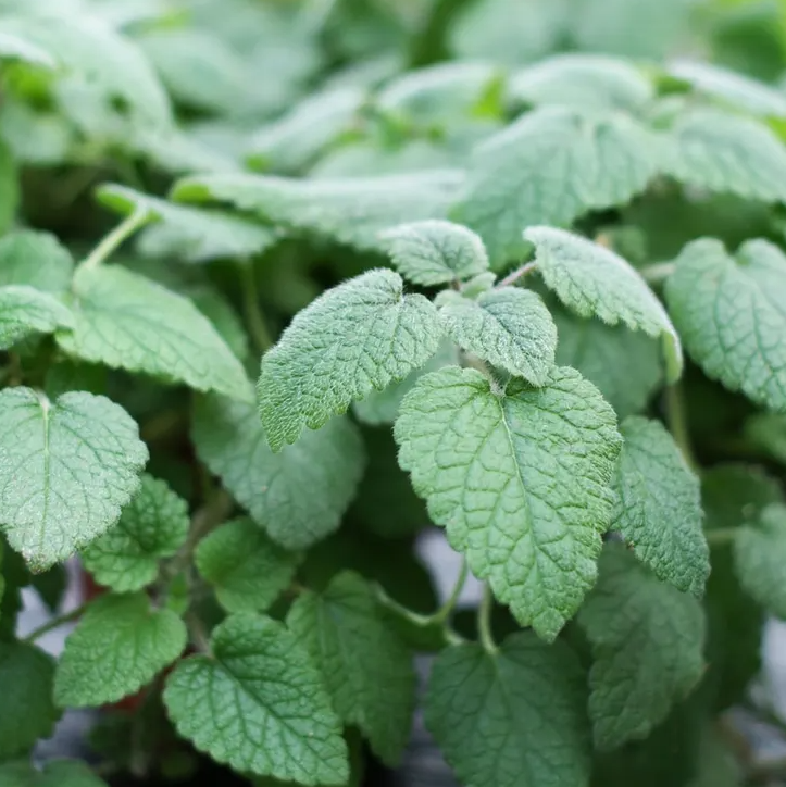 4" Herb - Mandarina - Orange Balm