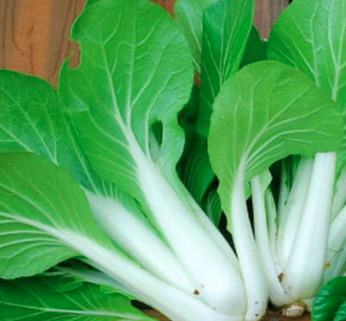 4.25" Ornamental Fol. Choi Win Win