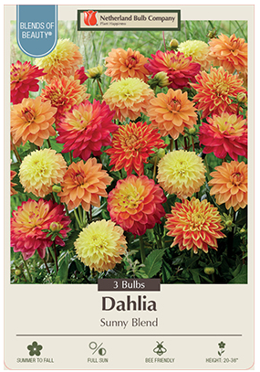 Dahlia Sunny Blend Bulbs - 3 Count  - 2381189779