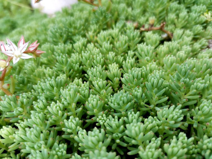 3" Sedum hispanicum Spanish Stonecrop 1006346