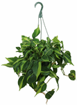 8" HB Philodendron Brazil Hanging Basket - T1934