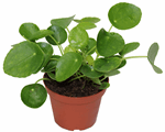4" Pilea Peperomoides Chinese Money Plant - T5222