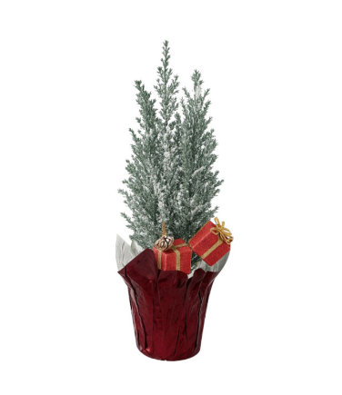 4" Chamaecyparis Ellwoodii - Ellwood’s Lawson Cypress - Flock & Décor - T12098