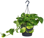 8.5" HB Pothos Golden Hanging Basket - G2563