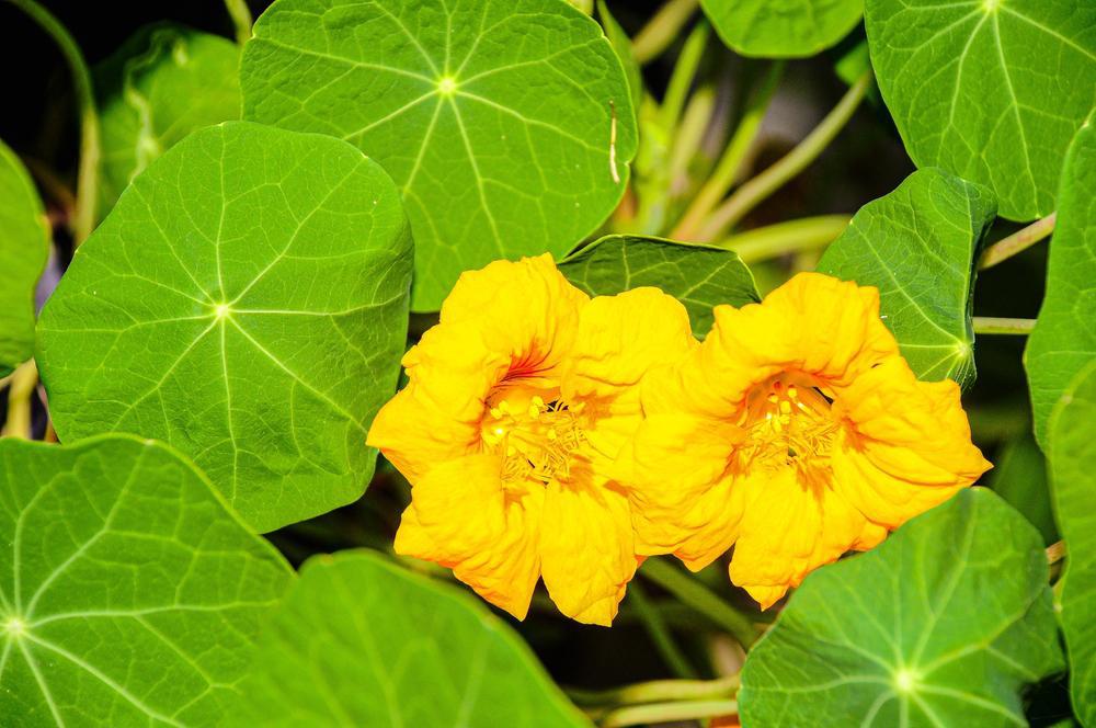 4.25" Nasturtium - Baby Yellow