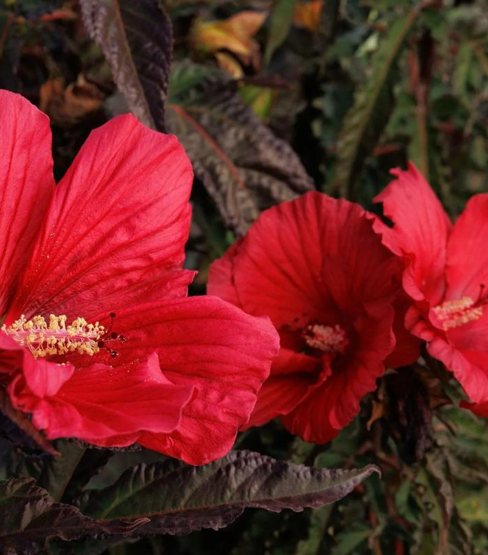 3G Hibiscus Moonshadow 'Morello' - 1026877